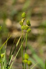 Carex bicknellii