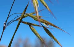 Bromus pectinatus