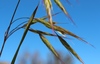 Japanese Brome - Photo (c) Tony Rebelo, some rights reserved (CC BY-SA), uploaded by Tony Rebelo