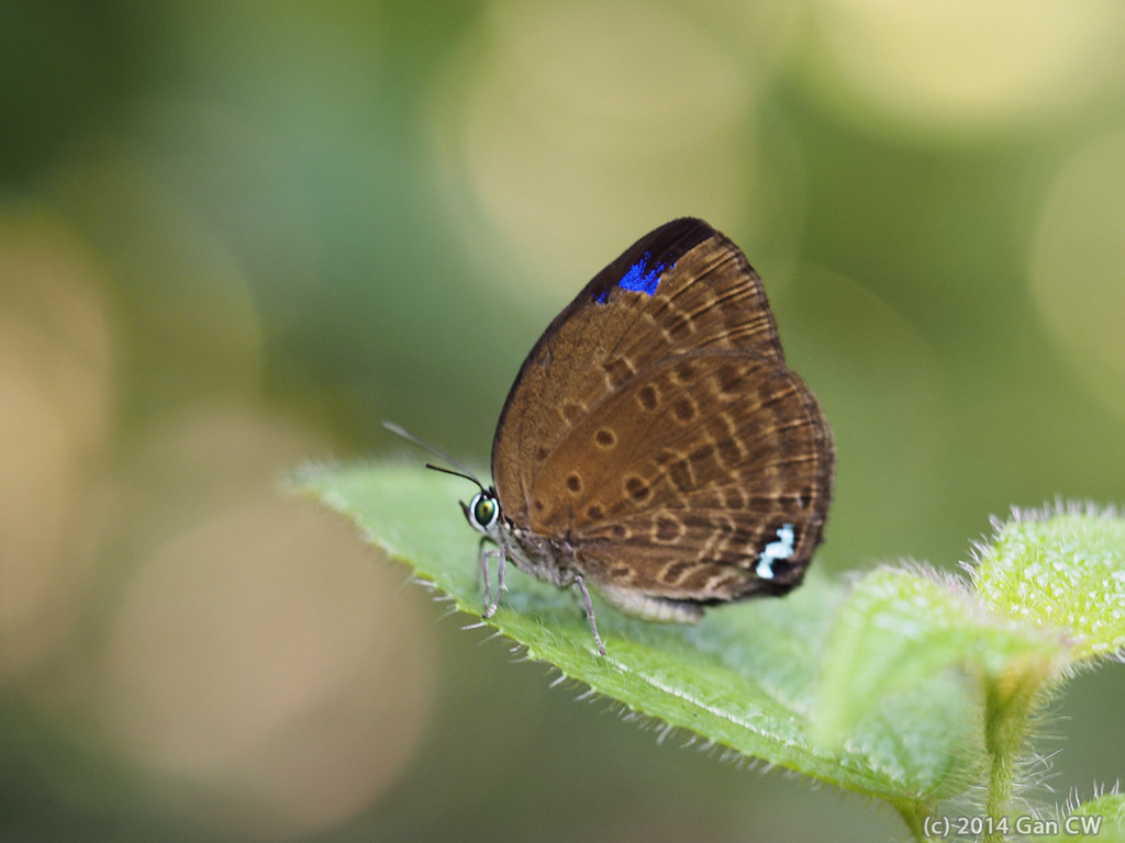 Major Yellow Oakblue