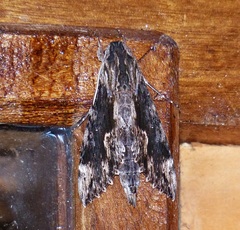 Erinnyis oenotrus