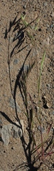 Bromus pectinatus