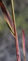 Bromus pectinatus
