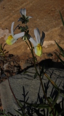 Nemesia anisocarpa
