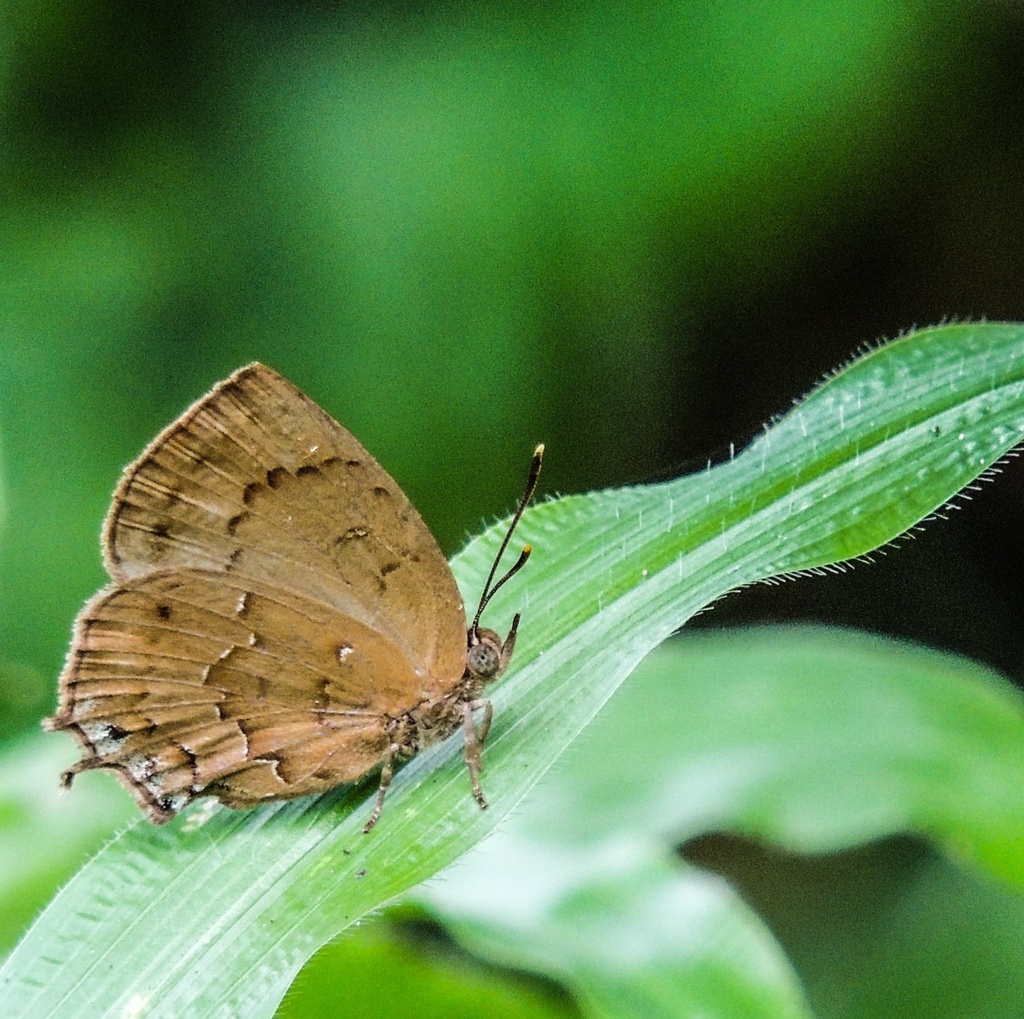 Acacia Blue