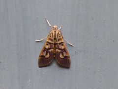 Arthromastix lauralis