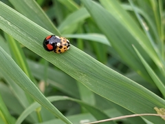 Harmonia axyridis