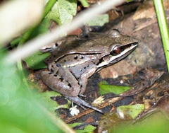 Leptodactylus elenae