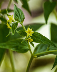 Lithospermum latifolium