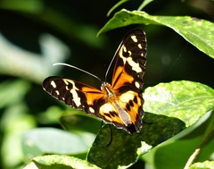 Tithorea harmonia pseudethra