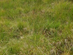 Carex binervis