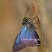 Hasora taminatus malayana - Photo (c) Green Baron, algunos derechos reservados (CC BY-NC-SA)