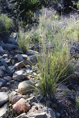 Fingerhuthia africana