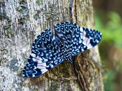 Hamadryas amphinome amphinome