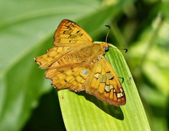 Myscelus amystis epigona
