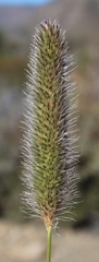 Fingerhuthia africana