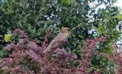 Sturnus vulgaris