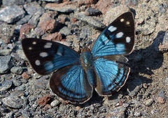 Dynamine tithia tithia