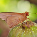 Coconut Skipper - Photo (c) Green Baron, some rights reserved (CC BY-NC-SA)