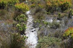 Olea capensis capensis