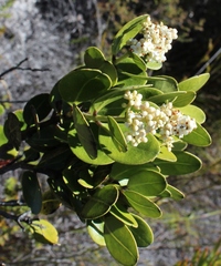 Olea capensis capensis