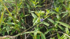 Trichostema brachiatum