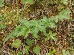 Trollius europaeus