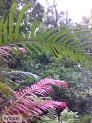 Blechnum attenuatum