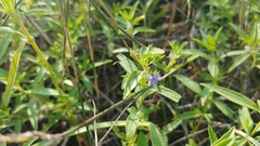 Trichostema brachiatum