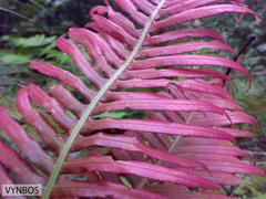 Blechnum attenuatum