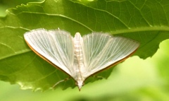 Diaphania costata