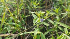 Trichostema brachiatum