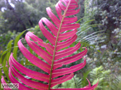 Blechnum attenuatum