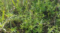 Trichostema brachiatum