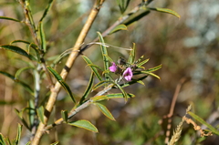 Psoralea uncinata