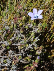 Roella triflora
