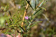Psoralea uncinata
