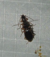 Cymindis limbata