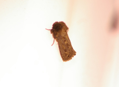 Acrolophus arcanella