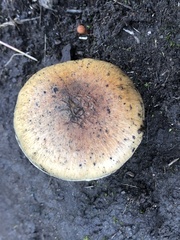 Cortinarius trivialis