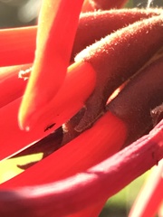 Heteroptera