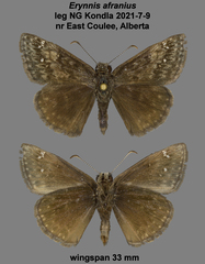 Erynnis afranius