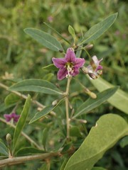 Magnoliopsida