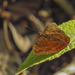 Euthalia merta - Photo (c) Green Baron，保留部份權利CC BY-NC-SA