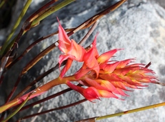 Disa ferruginea