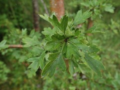 Crataegus