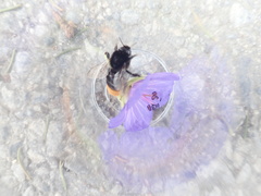 Bombus confusus