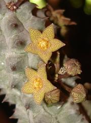 Richtersveldia columnaris