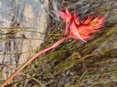 Disa ferruginea