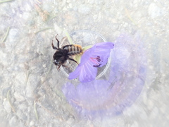 Bombus confusus